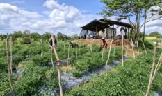 Di Balik Infrastruktur Hebat, Satgas TMMD Kodim 0105/Abar Tinggalkan Warisan Kebun Ketahanan Pangan Yang Kuat