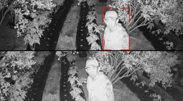 Maling beraksi Tengah malam di Selupu  Rejang Selang Perkebunan,200 Kg Jeruk,hingga CCTV Desa Raip Digondol